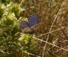 Polyommatus sp.